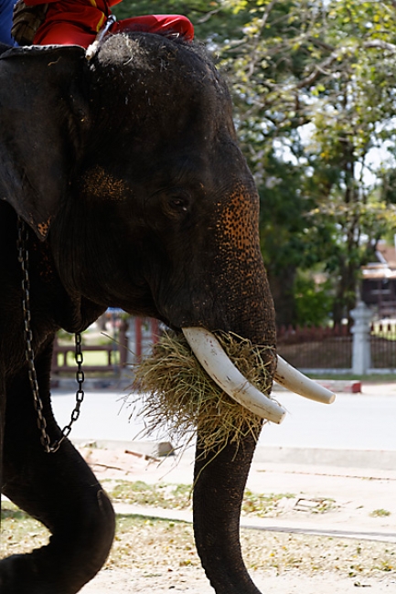 Wat Phra Ram-028